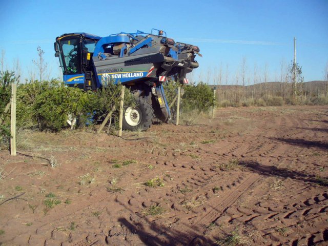 Cosecha