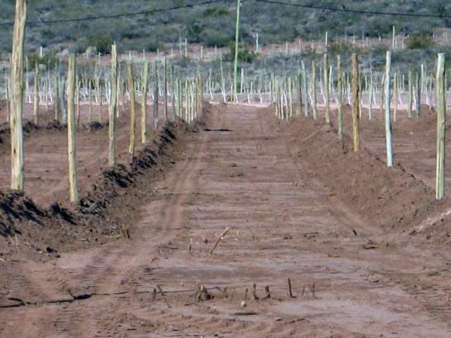 Construcción Olivares