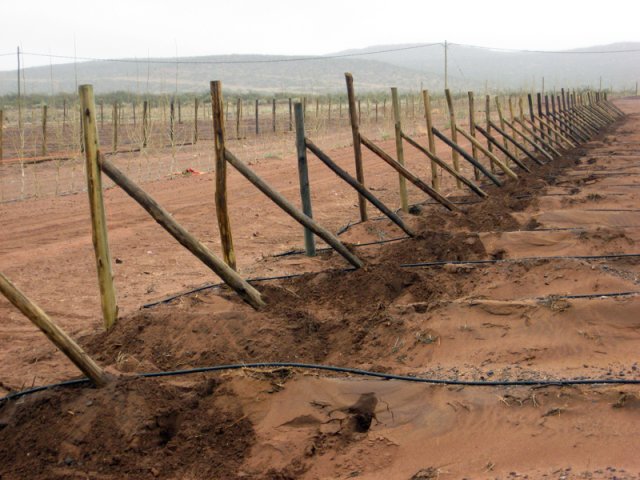 Construcción Olivares