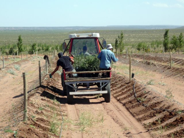 Construcción Olivares
