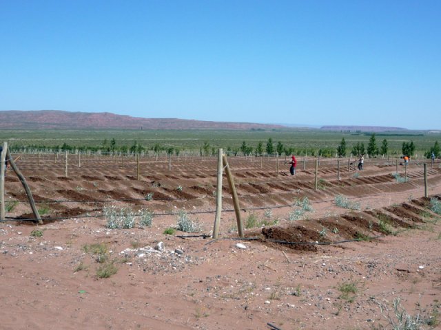 Construcción Olivares