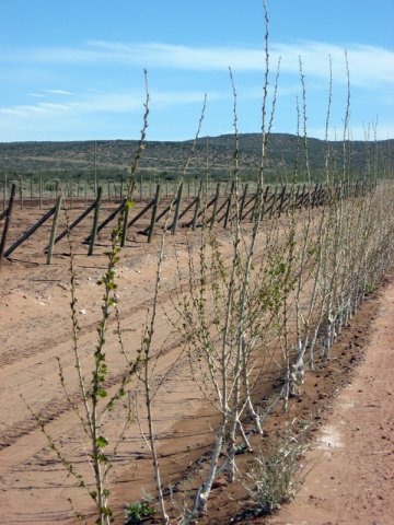 Construcción Olivares