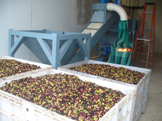 Elaboración del aceite de oliva extra virgen 