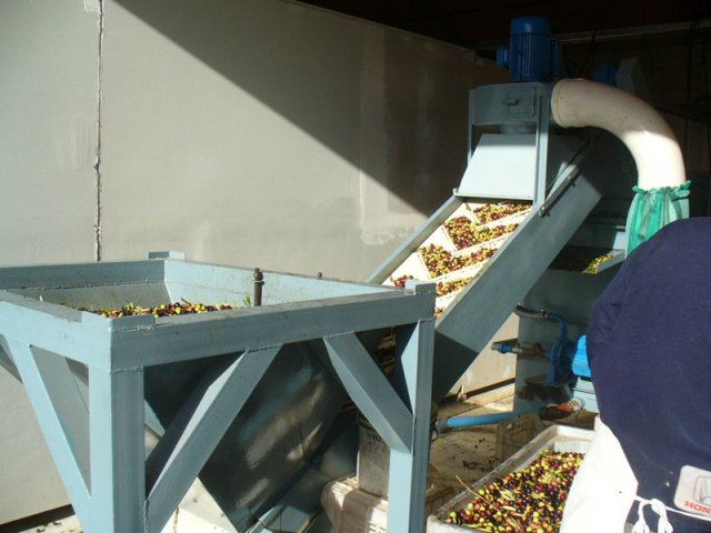 Elaboración del aceite de oliva extra virgen 