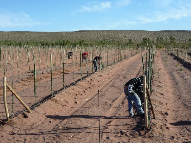 Plantación