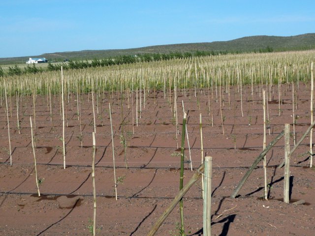 Plantación