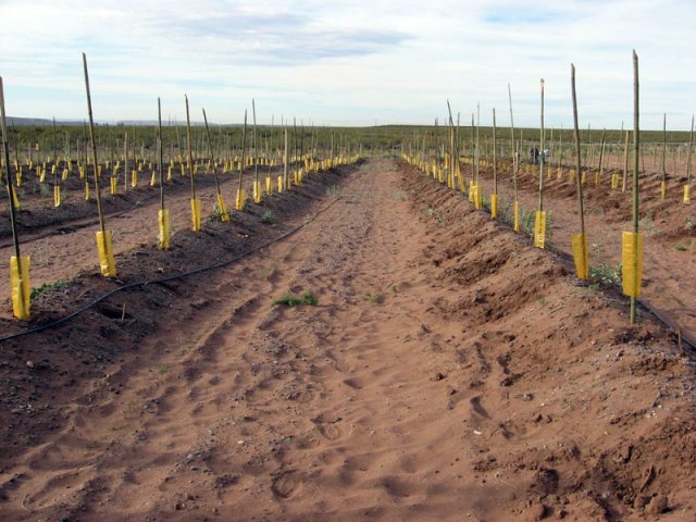 Plantación