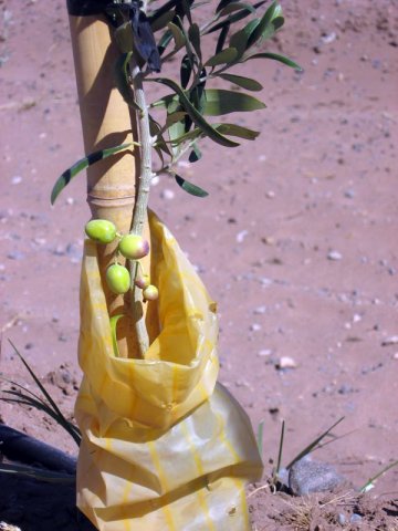 Plantación