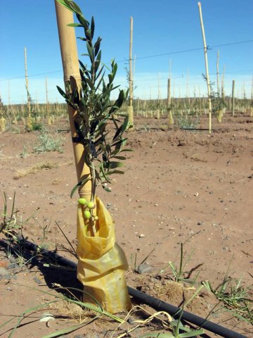 Plantación