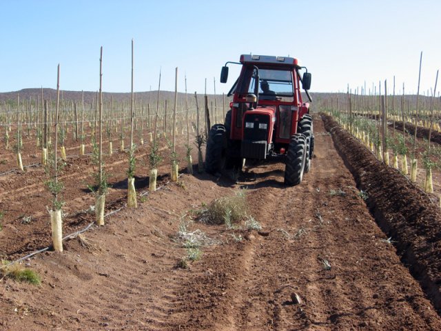 Plantación