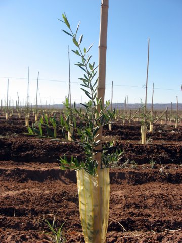 Plantación
