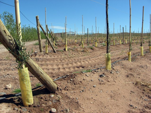 Plantación