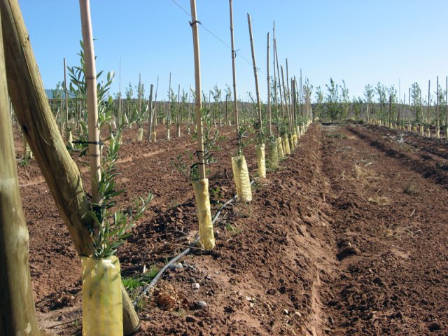 Plantación