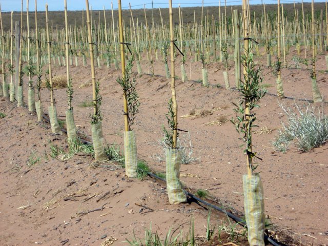 Plantación