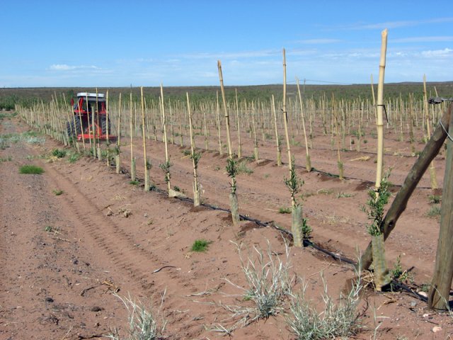 Plantación