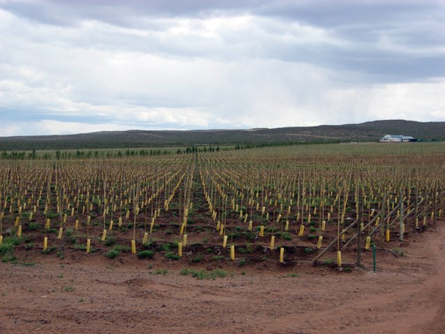 Plantación