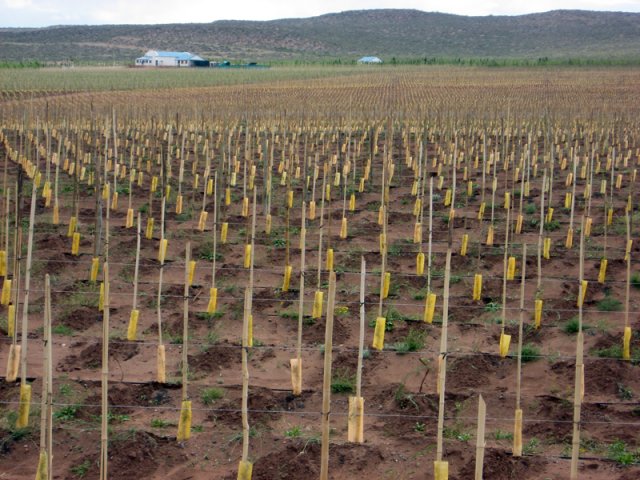 Plantación