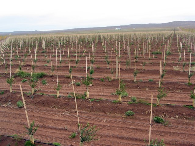 Plantación