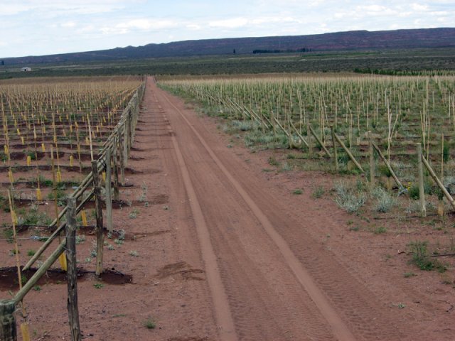 Plantación
