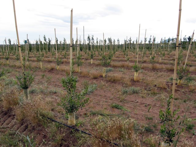 Plantación