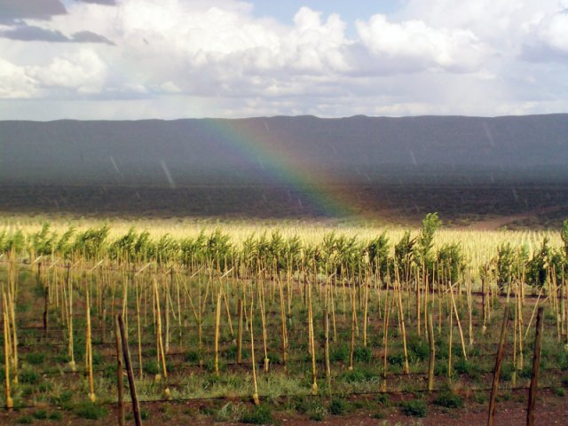 Plantación