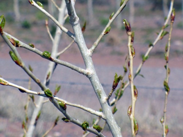 Plantación