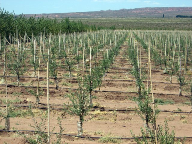 Plantación