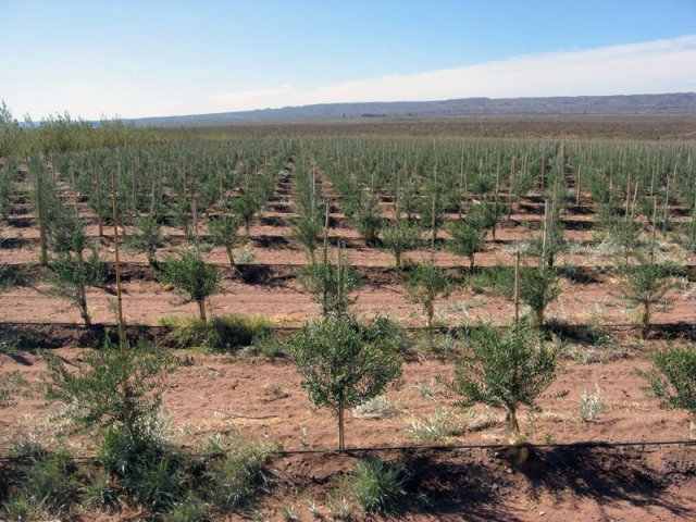 Plantación