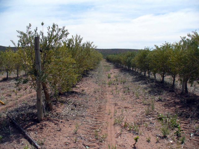 Plantación