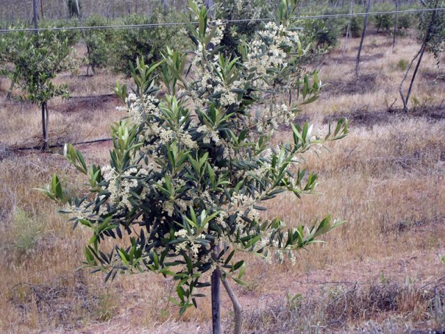 Plantación