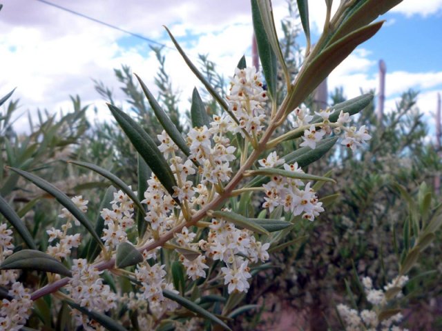Plantación