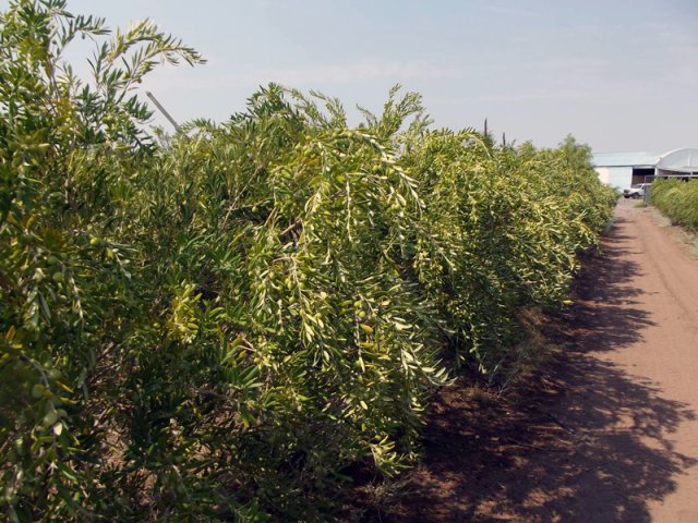 Plantación