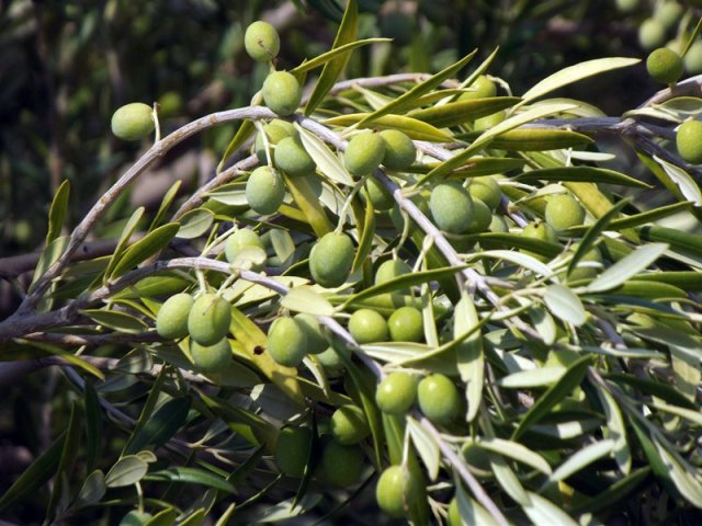 Plantación