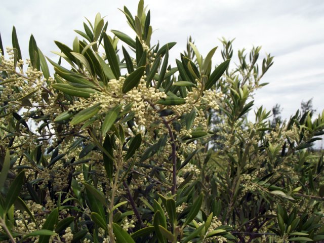 Plantación