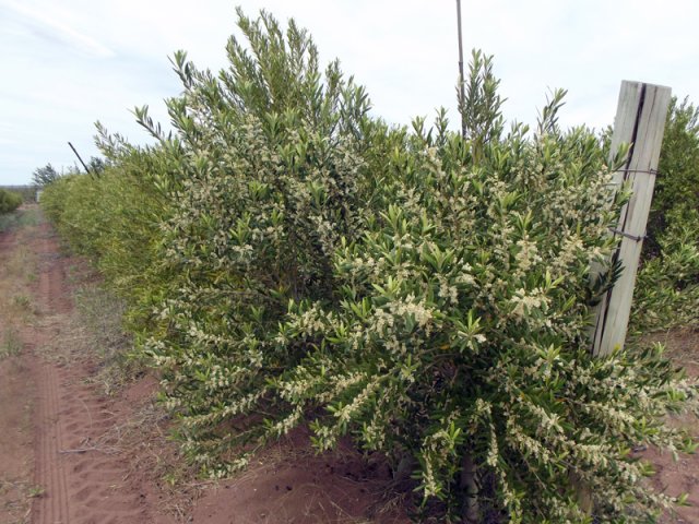 Plantación