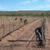 Plantación