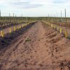 Plantación