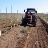 Plantación