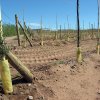 Plantación