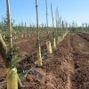Plantación