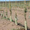 Plantación