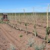 Plantación