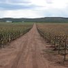 Plantación