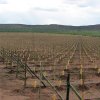Plantación