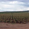Plantación