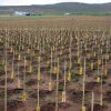 Plantación