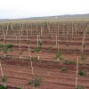 Plantación
