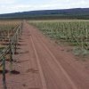 Plantación