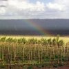 Plantación
