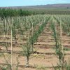 Plantación